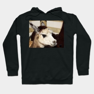 alpaca Hoodie